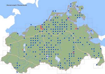Verbreitung Braunes Langohr in M-V